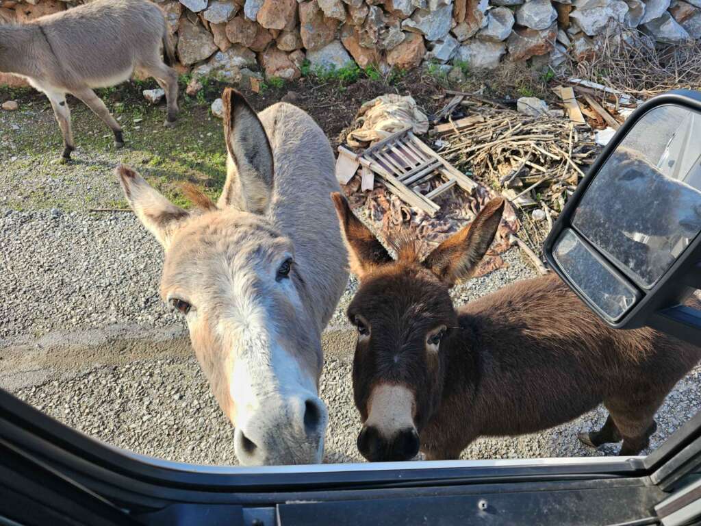 Ob die zwei Esel bei uns mitfahren wollten