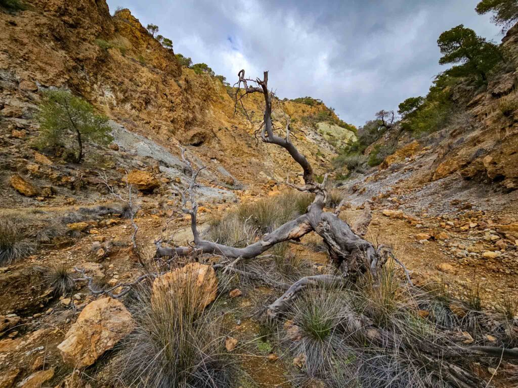 Ausgetrockneter Baum als Fotomotiv