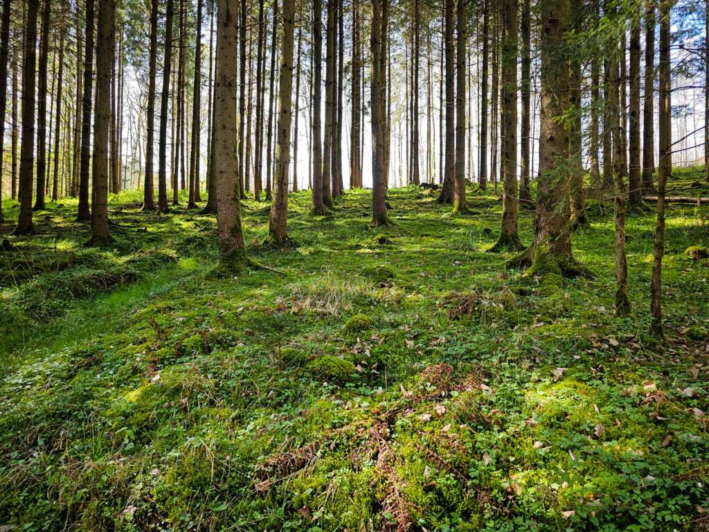 Wanderung am Fischbachweg – Naturgenuss vom Landhof Blum aus 3 20250419 114600