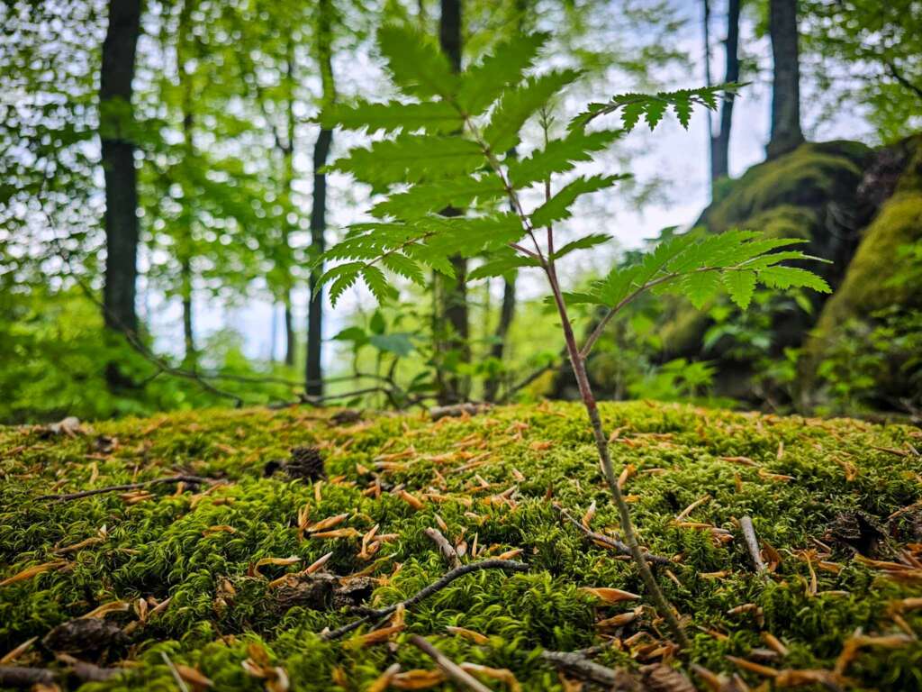 Wandern am Mittelpunkt von Mitteleuropa mit Freunden 15 20250507 145758