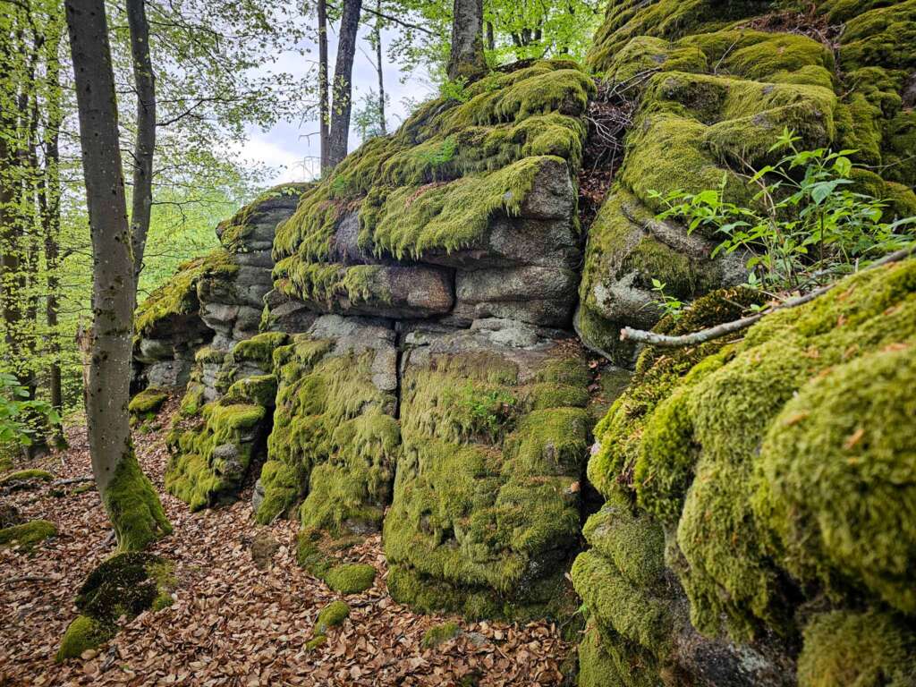 Wandern am Mittelpunkt von Mitteleuropa mit Freunden 12 20250507 145821