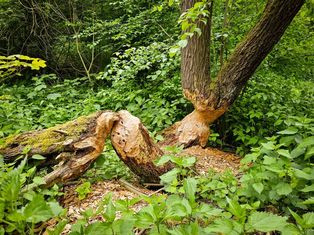 Geheime Klamm bei Burg Prunn: Diese Wanderung haut dich um! 18 20250516 140208