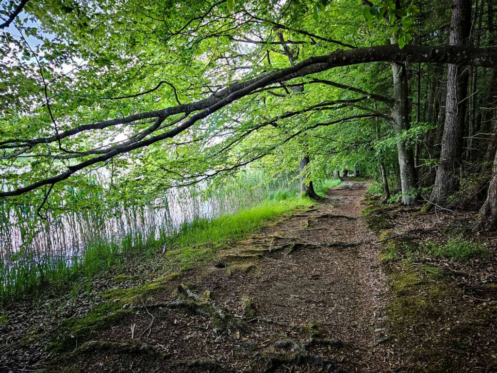 Wanderung bei Burgwalden: Naturidylle an stillen Fischteichen 4 20250518 112058