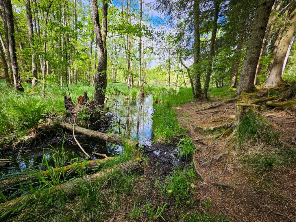 Wanderung bei Burgwalden: Naturidylle an stillen Fischteichen 5 20250518 113946