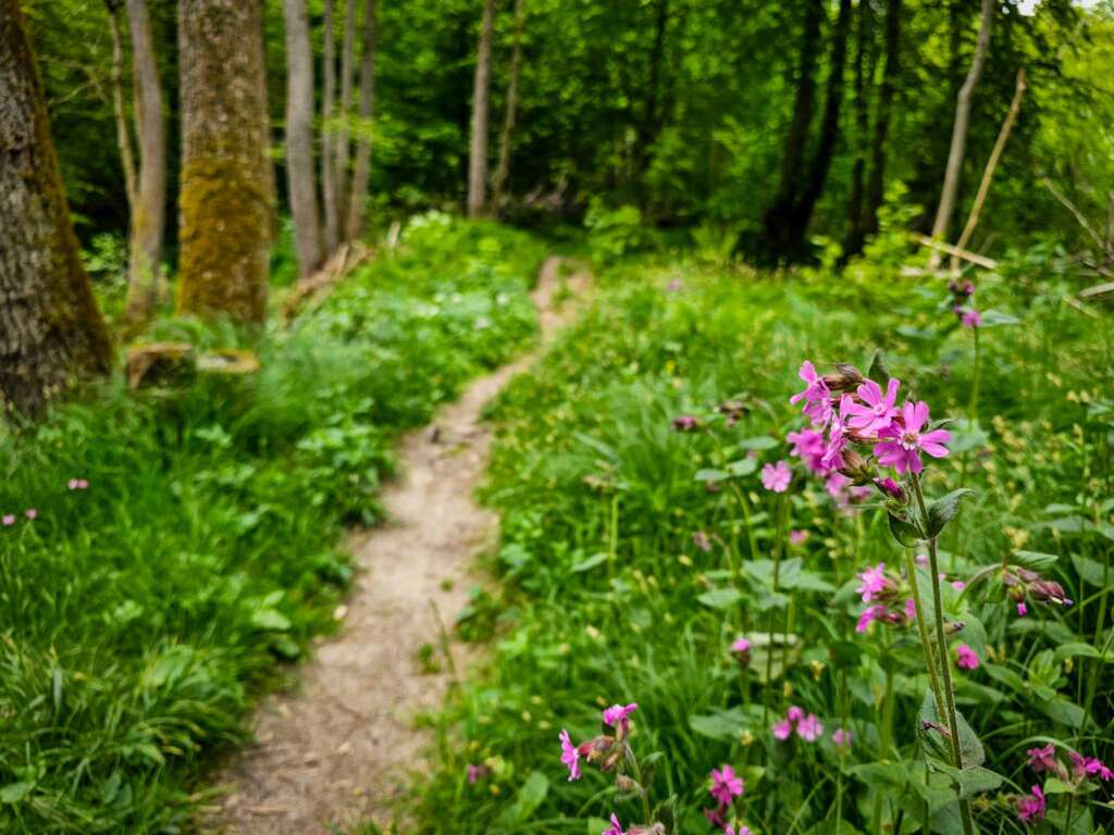 Wanderung bei Burgwalden: Naturidylle an stillen Fischteichen 8 20250518 114745