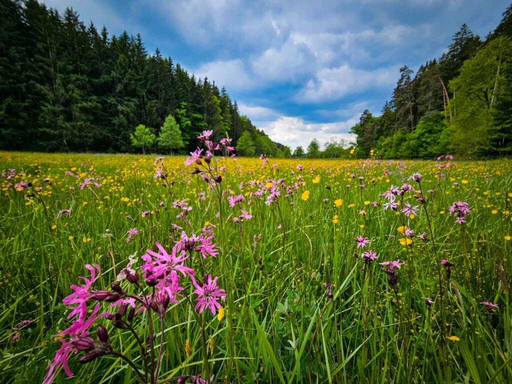 Wanderung bei Burgwalden: Naturidylle an stillen Fischteichen 10 Wanderung bei Burgwalden