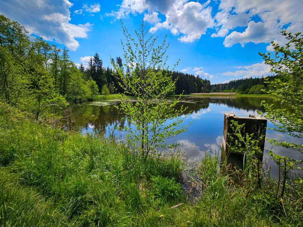 Wanderung bei Burgwalden: Naturidylle an stillen Fischteichen 13 Wanderung bei Burgwalden