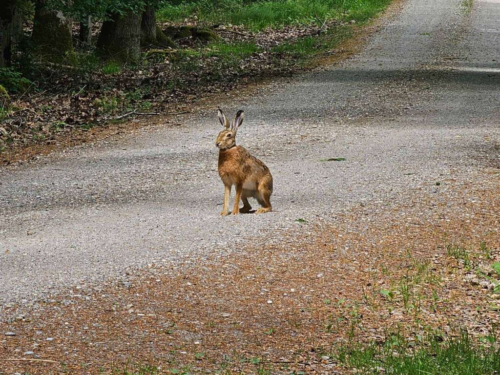 Wanderung bei Burgwalden: Naturidylle an stillen Fischteichen 17 20250518 132915