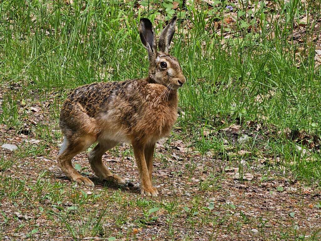 Wanderung bei Burgwalden: Naturidylle an stillen Fischteichen 16 20250518 132938