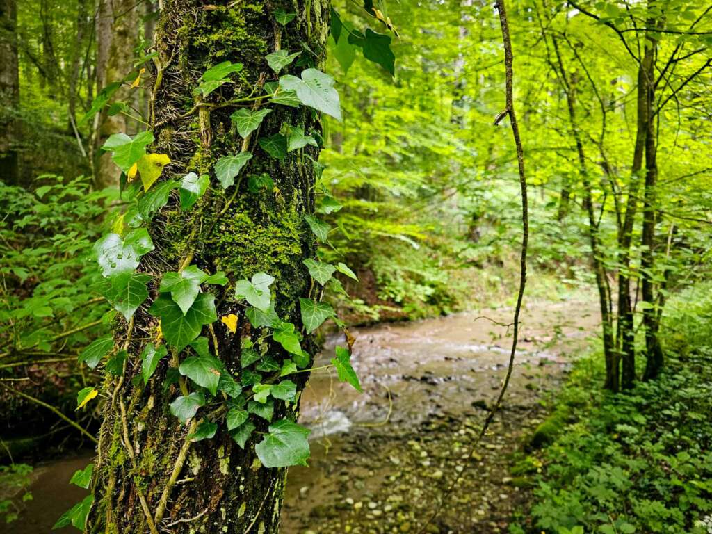 Wanderabenteuer im Rinkenburger Tobel: Wasserfall und Wildnis 7 Rinkenburger Tobel
