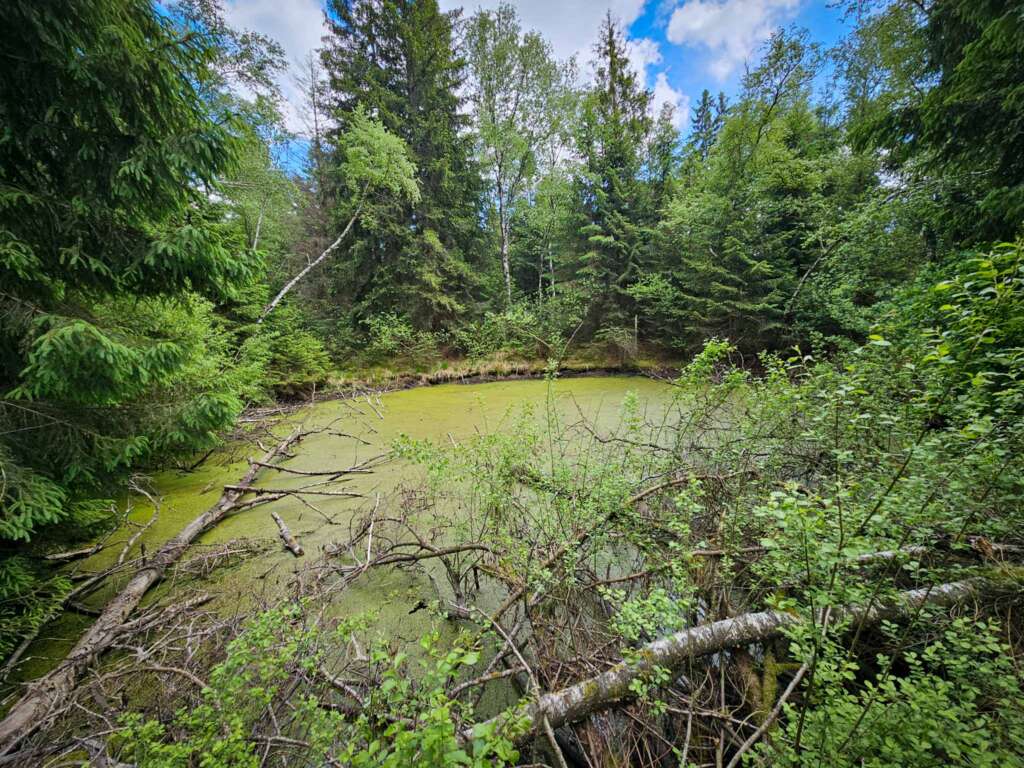 Moorwanderung im Steinacher Ried: Natur pur erleben 5 20250524 142953