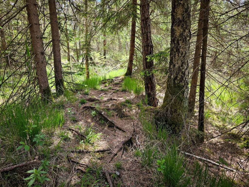 Moorwanderung im Steinacher Ried: Natur pur erleben 6 20250524 144231