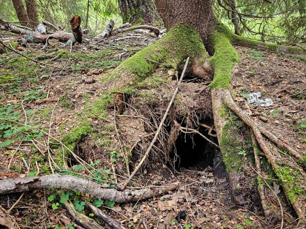 Moorwanderung im Steinacher Ried: Natur pur erleben 11 Fuchsbau im Steinacher Ried