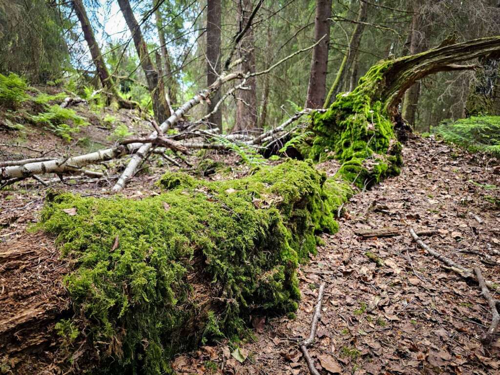 Moorwanderung im Steinacher Ried: Natur pur erleben 8 20250524 145442