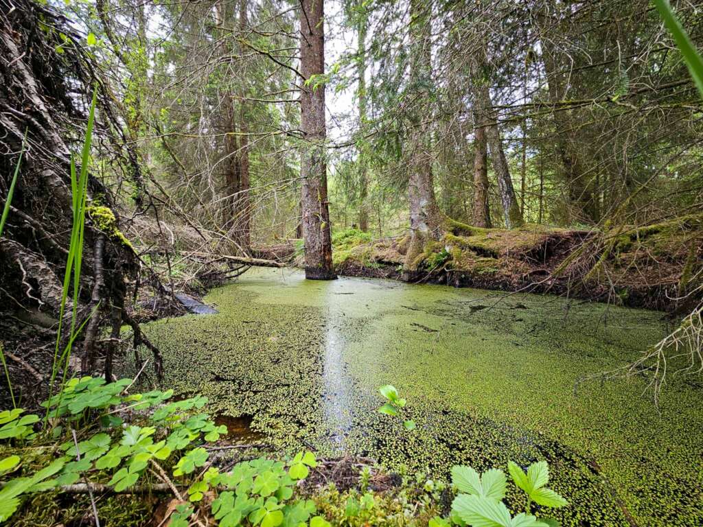 Moorwanderung im Steinacher Ried: Natur pur erleben 9 Steinacher Ried
