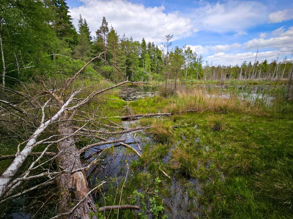 Moorwanderung im Steinacher Ried: Natur pur erleben 7 Steinacher Ried