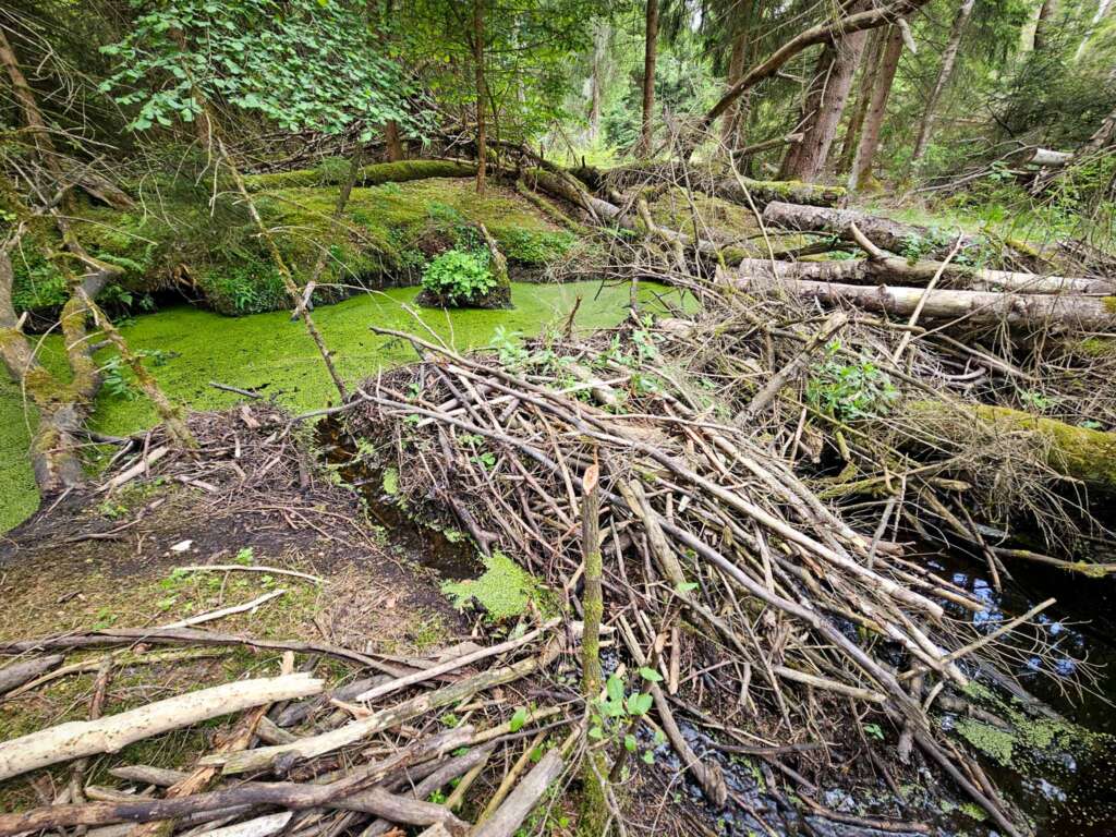 Moorwanderung im Steinacher Ried: Natur pur erleben 14 Biberbau im Steinacher Ried