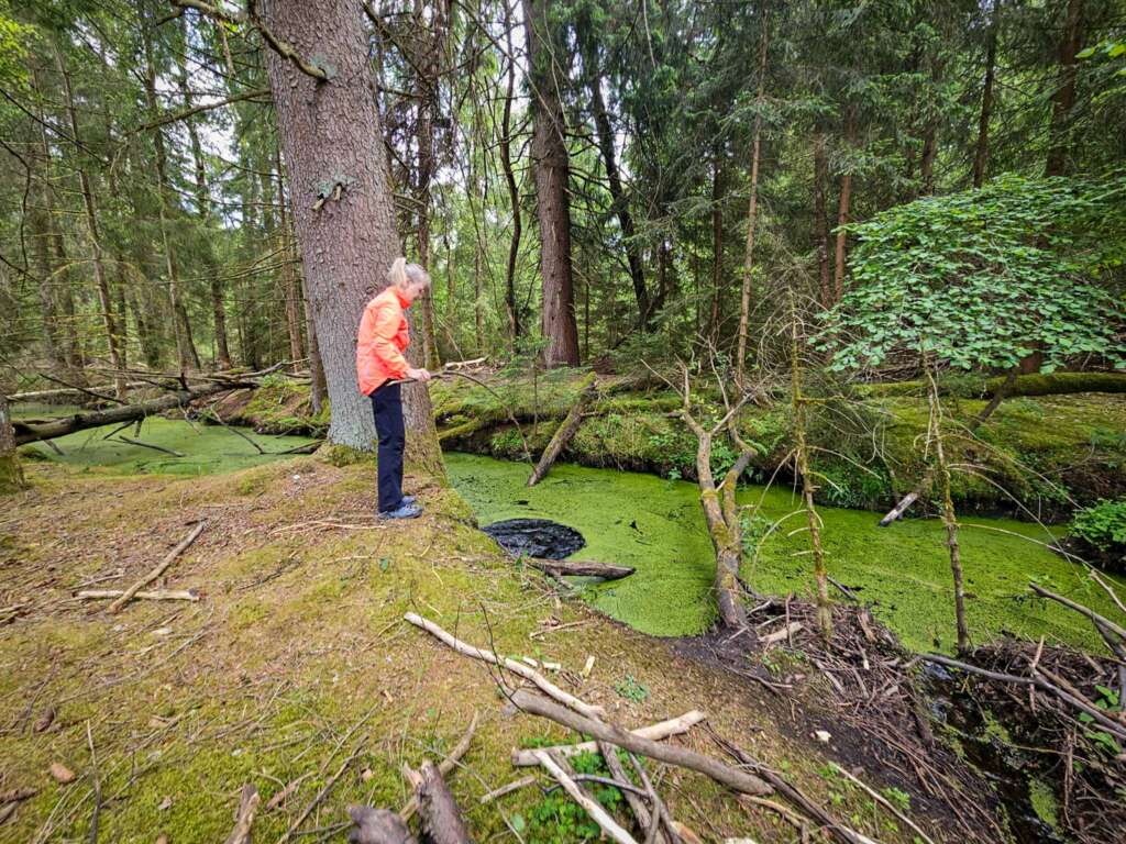 Moorwanderung im Steinacher Ried: Natur pur erleben 15 Steinacher Ried