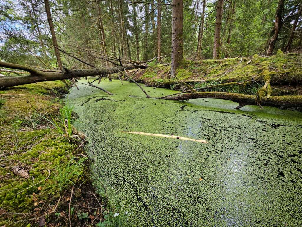 Moorwanderung im Steinacher Ried: Natur pur erleben 12 Steinacher Ried