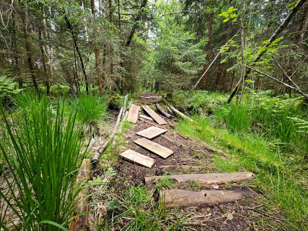 Moorwanderung im Steinacher Ried: Natur pur erleben 19 20250524 151459