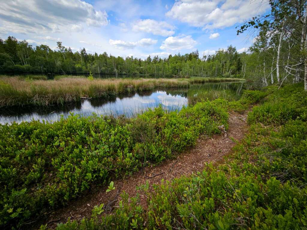 Moorwanderung im Steinacher Ried: Natur pur erleben 16 Steinacher Ried