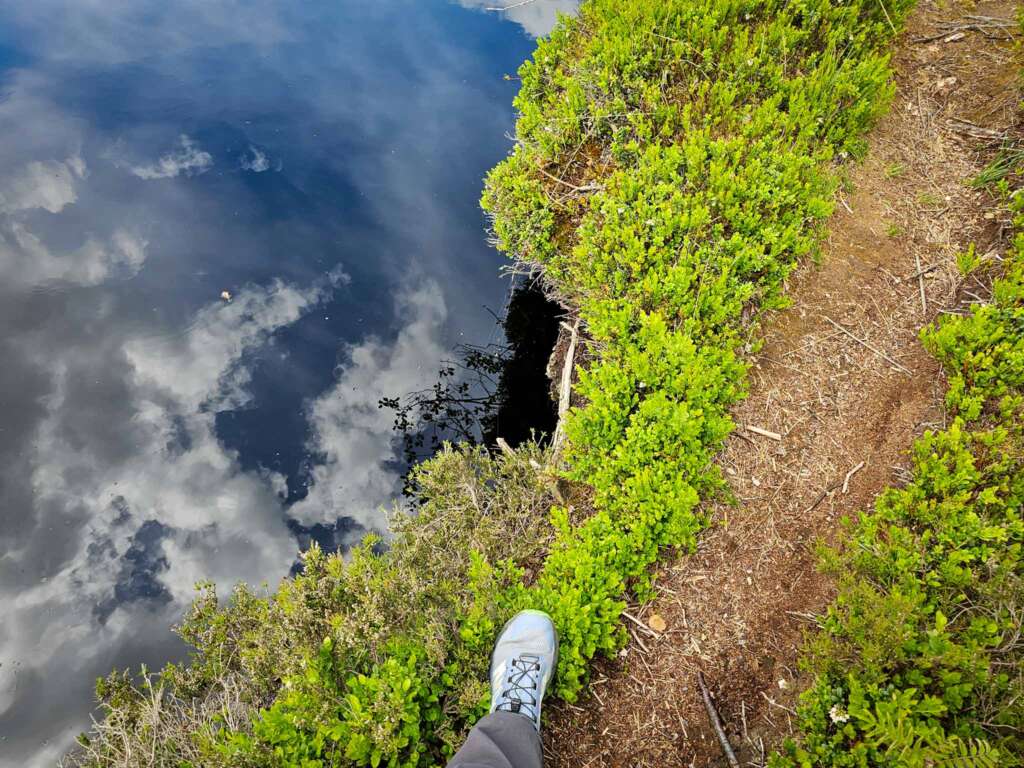 Moorwanderung im Steinacher Ried: Natur pur erleben 21 20250524 151949