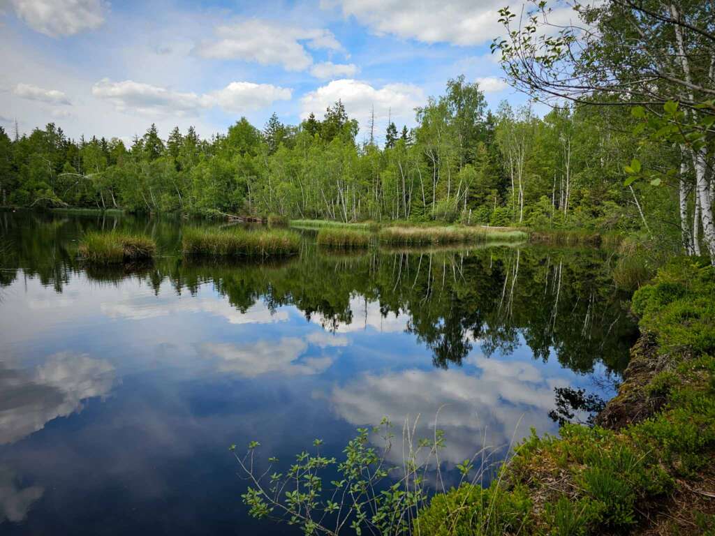 Moorwanderung im Steinacher Ried: Natur pur erleben 20 20250524 152049