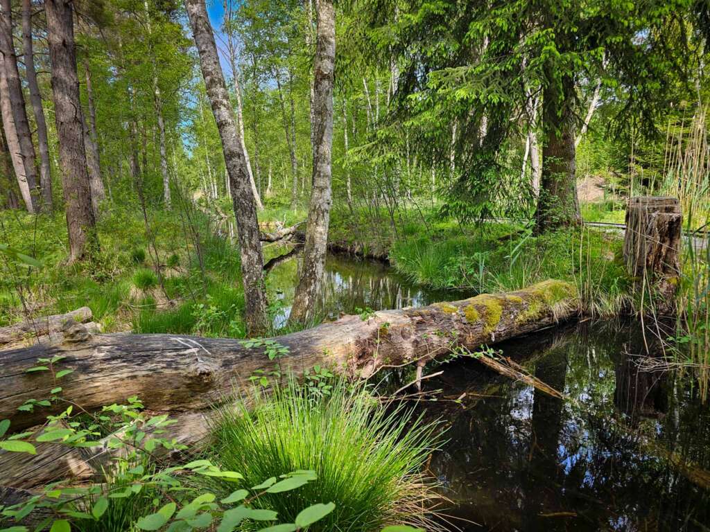 Geheimnisvolles Wurzbacher Ried: Naturpfade, Moor & Kreuzottern 15 Wurzbacher Ried 11