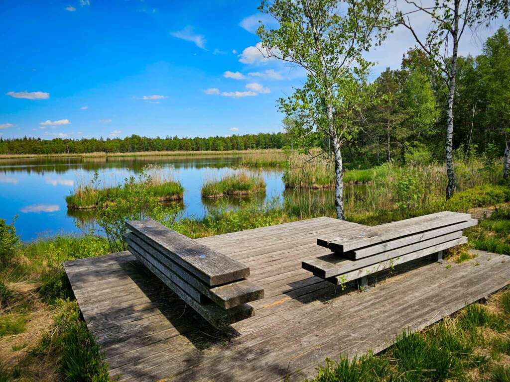 Geheimnisvolles Wurzbacher Ried: Naturpfade, Moor & Kreuzottern 5 Wurzbacher Ried