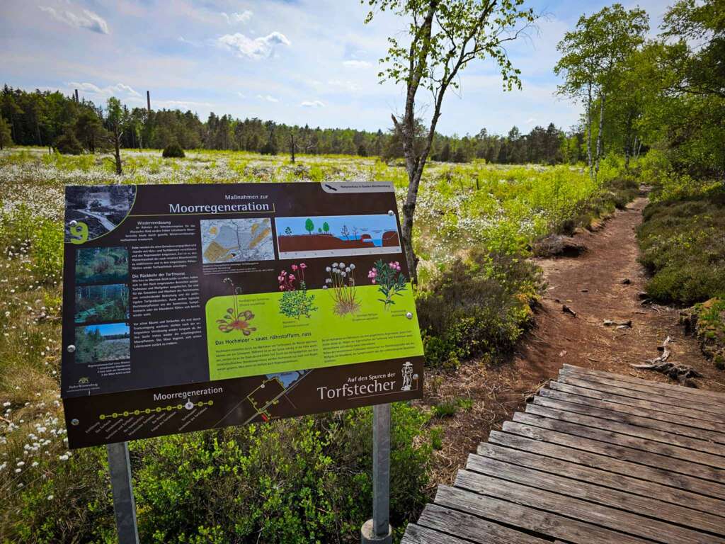 Geheimnisvolles Wurzbacher Ried: Naturpfade, Moor & Kreuzottern 8 Wurzbacher Ried