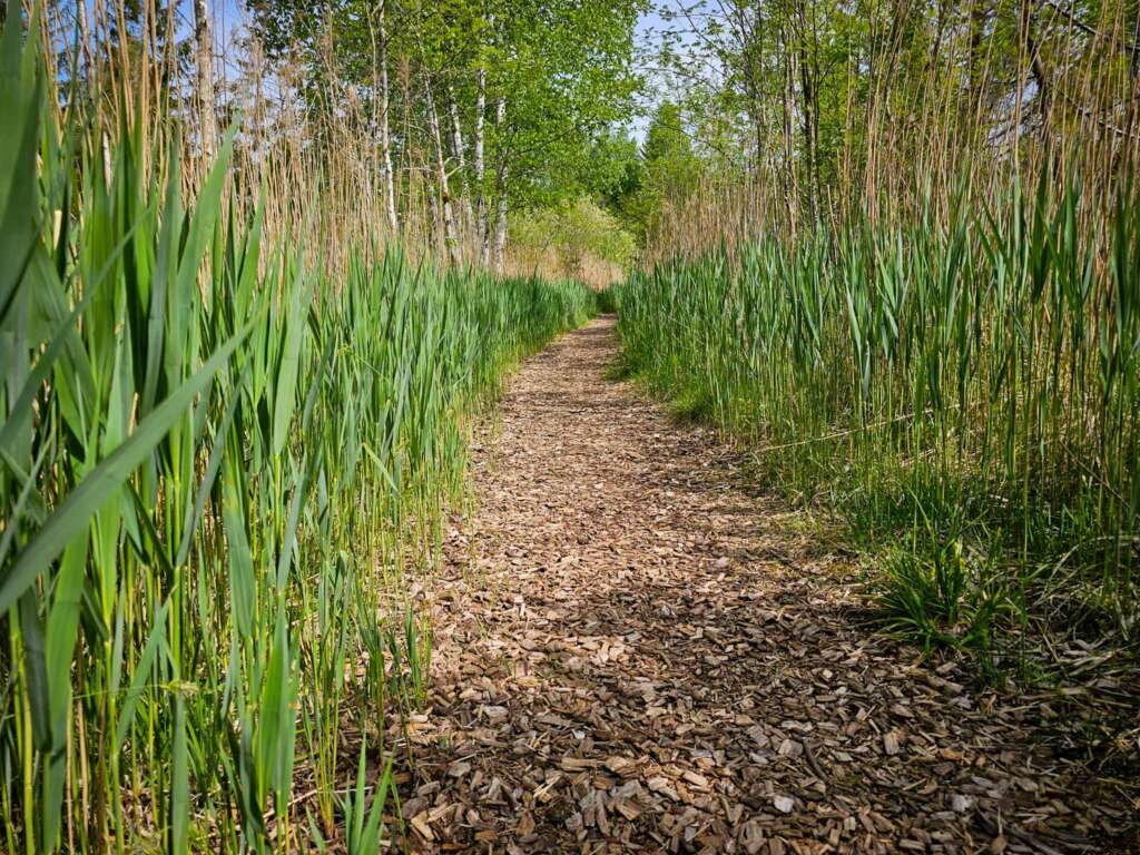 Geheimnisvolles Wurzbacher Ried: Naturpfade, Moor & Kreuzottern 12 Wurzbacher Ried