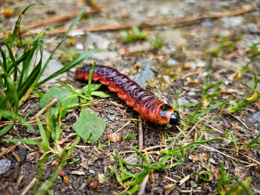 Geheimnisvolles Wurzbacher Ried: Naturpfade, Moor & Kreuzottern 9 Weidenbohrer-Raupe