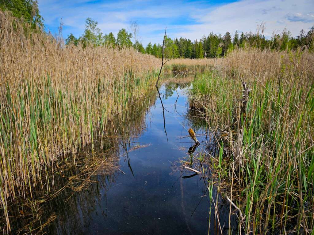 Geheimnisvolles Wurzbacher Ried: Naturpfade, Moor & Kreuzottern 11 Wurzbacher Ried